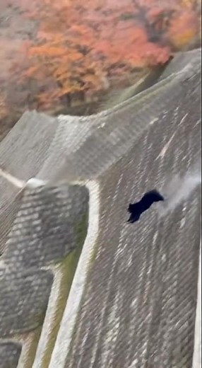 衝撃映像 熊が鹿を追いかけて一緒に崖から落ちる😨 注意喚起 熊出没注意
