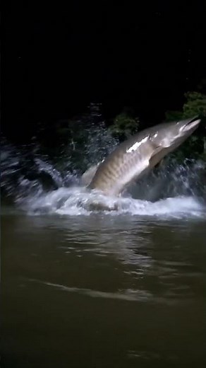 Caught on Camera: Monster Fish Leaps Over Amazon River! #nature #wildlife #usa