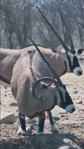 Have You Ever Seen an Oryx Horn Like This? 😳