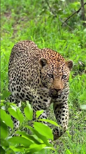 How a Cheetah Moves Through the Jungle | Rare Wildlife Behavior Explained