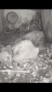 58K views · 1.5K reactions | Animal Planet TV on Reels | Facebook