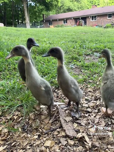 Four pretty runner ducklings #ducks #ducksoftiktok #duck