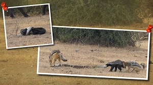 পাইথন-শেয়াল-হানি ব্যাজারের ত্রিমুখী লড়াই, কে জিতল দেখুন