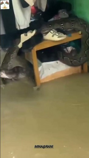 Esing chaobasi mayam cheksinbiyu yumda lin achouba leire. #python #shorts #snake #flood