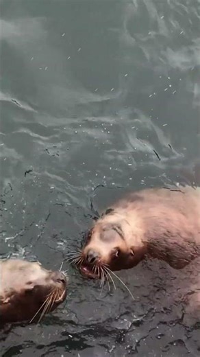 Animal animal interaction animal play, (ANIMALS Playing Together in Amazing Ways?)