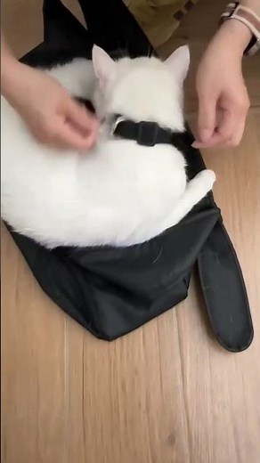 The Ultimate Summer Pet Carrier Bag! Stylish & Breathable Travel Tote for Cats