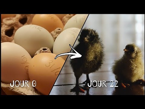 L'incubation d'oeufs de poules de A à Z... ou presque | Incubateur maison