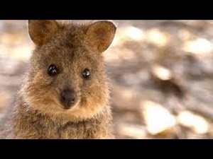 【面白 クオッカ】世界一幸せな動物クオッカ #2【かわいい】