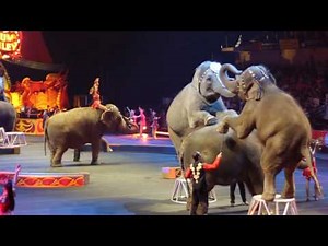 Elephant Circus Show