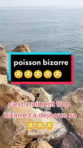 Découverte d'un Poisson Bizarre en Mer Méditerranée