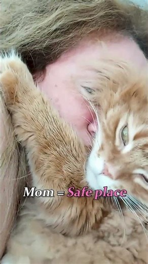 Tiggy the Maine Coon’s Giant Bear Hug! 🧸