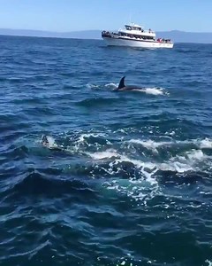 462K views · 28K reactions | Close encounter with wild orcas filmed by Erica Page (IG: @planetwhale)! The only way to see wild orcas is in the wild, on their terms! Have you every encountered orca in their natural habitat? Share your stories with us below! Find some of the best places around the world to look for orcas here: bit.ly/WildAndFreeOrcas #DolphinProject #FreedomFriday #Orca #KillerWhale #MontereyBay | Dolphin Project | Facebook