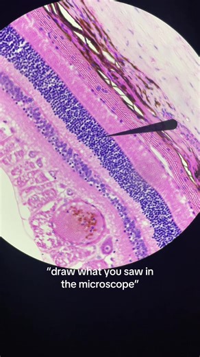 Exploring Anatomy Through the Microscope