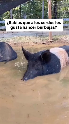 Son seres sintientes súper inteligentes. Les encanta encontrar nuevas formas de conectar y jugar 🥹 📹 @paola_giuffrida | Animal Save Movement - Español