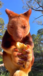 269K views · 29K reactions | Tree kangaroos are herbivores, and whilst they primarily eat Silkwood leaves, they also enjoy eating fruits like avocado and bananas! Kimbe, our tree kangaroo couldn't get enough of this banana and finished it, skin and all!  | Tim Faulkner | Facebook