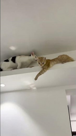 Life Above: A Day in the Life of a Ceiling Cat
