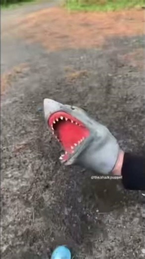 Shark Puppet Water Balloon Fight Pal Pitch