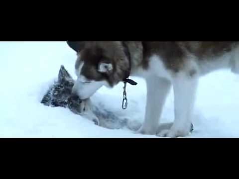 Sadest scene from Eight Below