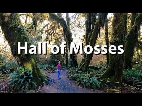 Hiking the Hall of Mosses - Olympic National Park Iconic trail