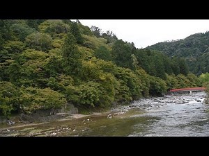 モミジの名所…でも「多すぎ」 紅葉シーズン後、香嵐渓のモミジ間伐へ 愛知・豊田市