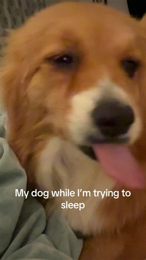 There’s nothing I hate more than mouth sounds | dog noises