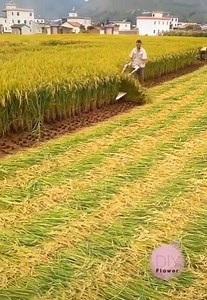 620K views · 6.5K shares | Modern Farming | American Greats | Facebook