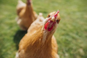 The best chicken breeds for first-time owners