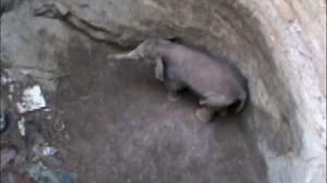Video. Baby Indian elephant rescued from well