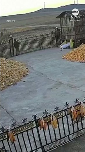 Tiger rams farm gate in northern China