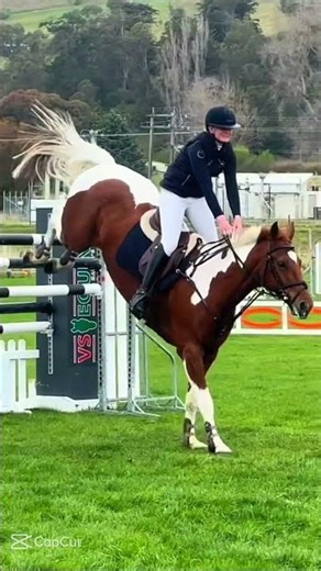 Flying ponies #horse #horseenthusiast #high jump #jumping