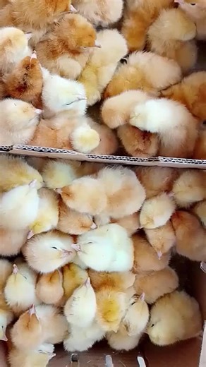 ###heritage poultry farm ltd