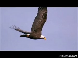 American Bald Eagle In Flight on Make a GIF