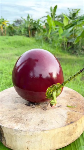 This Isn’t an Apple: Discovering Coconuts
