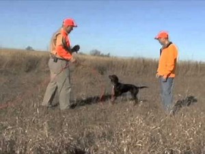 Gordon Setter Intro to Gun