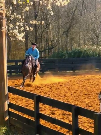 Understanding Spanish Horses: Characteristics and Care
