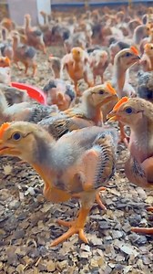 52K views · 681 reactions | A new broiler breed has emerged thanks to the amazing research and development breakthrough.❤️ This new breed: ✅grows faster ✅ has fewer feathers 磊has high disease resistance and up to 99% livability from day-old to 45 days. #invest #broiler #naija | Poultrycare.ng | Facebook