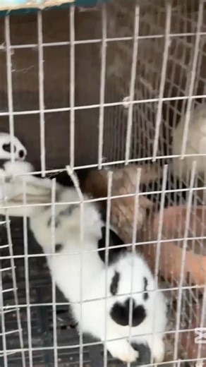 Rabbit Farming: The importance of building bigger cages