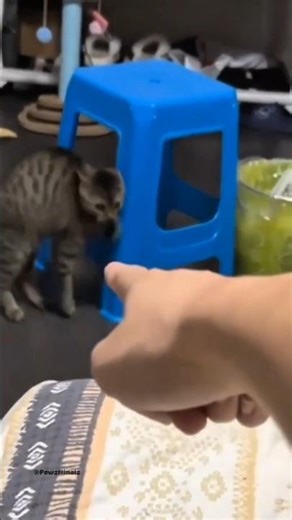 Pointing Finger to Cat☝🏻part 1