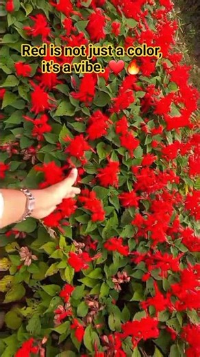 Salvia Splendens Plant🌹😍| Red magic in every petal 🌺 #shorts #youtubeshorts #garden #subscribe #yt