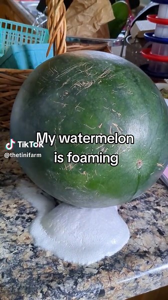After a quick search, I learned that this means the watermelon is fermenting. It was foaming from two different places and my entire countertop was soaking wet. We cut into it and you could hear a sizzling noise. I tried a small bite and it definitely tasted like fermented fruit. 2 out of 10 do not recommend ⭐⭐ #watermelon #watermelonfoaming #watermelonfail #fermenting #badfruit #labordayweekend