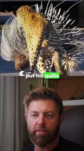 Leopard vs Porcupine Fight