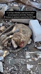 A cat lays bloodys and injured after an occupation airstrike. Neither human or animal is spared by the IOF. Video: @salah_ostaz | Wear The Peace
