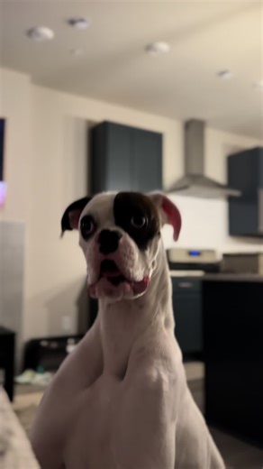 He’s a Fwank House #funny #cute #puppy #dog #fyp | cute puppy