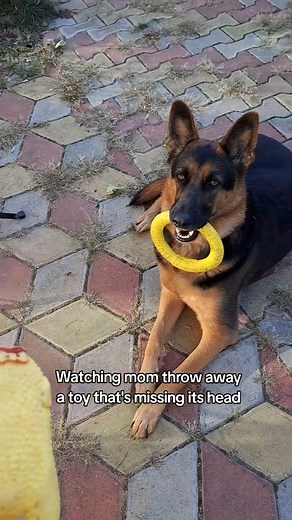 naughty Dachshund  #dog #funnydog #dogsoftheworld #foryou #fyp #funnytik #funnyvideos #minidachshundpuppy #doxie #naughtydog | Dog laughing | Facebook