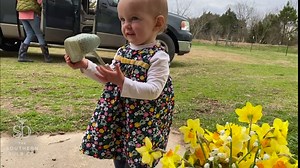 Narcissus x jonquilla 'Jonquil' / 10 Healthy Fresh Daffodil Bulbs That Produce Traditional Yellow Blooms by The Southern Bulb Company