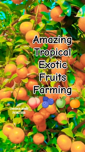Amazing tropical exotic fruits farming || Tropical exotic fruits 😍🍑🥝🍉🥑🍓🍎#fruitfarming #shorts #fyp