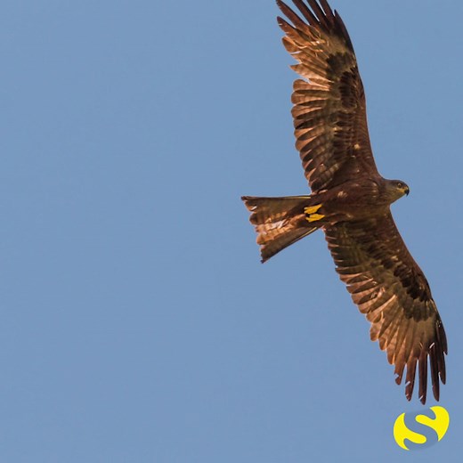 748 reactions · 193 shares | #CeciNestPas une buse.礪 Entre milan noir et buse variable, savez-vous faire la différence ? 殺 Les milans noirs, rapaces migrateurs, sont de retour dans nos régions. L'occasion de s'entraîner à les identifier ! | La Salamandre | Facebook