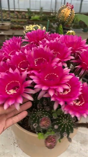 Breathtaking Cactus Flower Blooming (Satisfying) 🌵✨