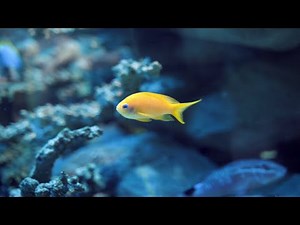 Amazing Fish Stock Video Clips Copyright Free Download Link on Description!