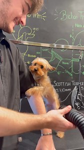 51K views · 2.7K reactions | #dogs #doggrooming #australianshepherd | Dogs by Logan | Facebook